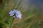 02_Globularia nudicalis (bottonaria di monte)